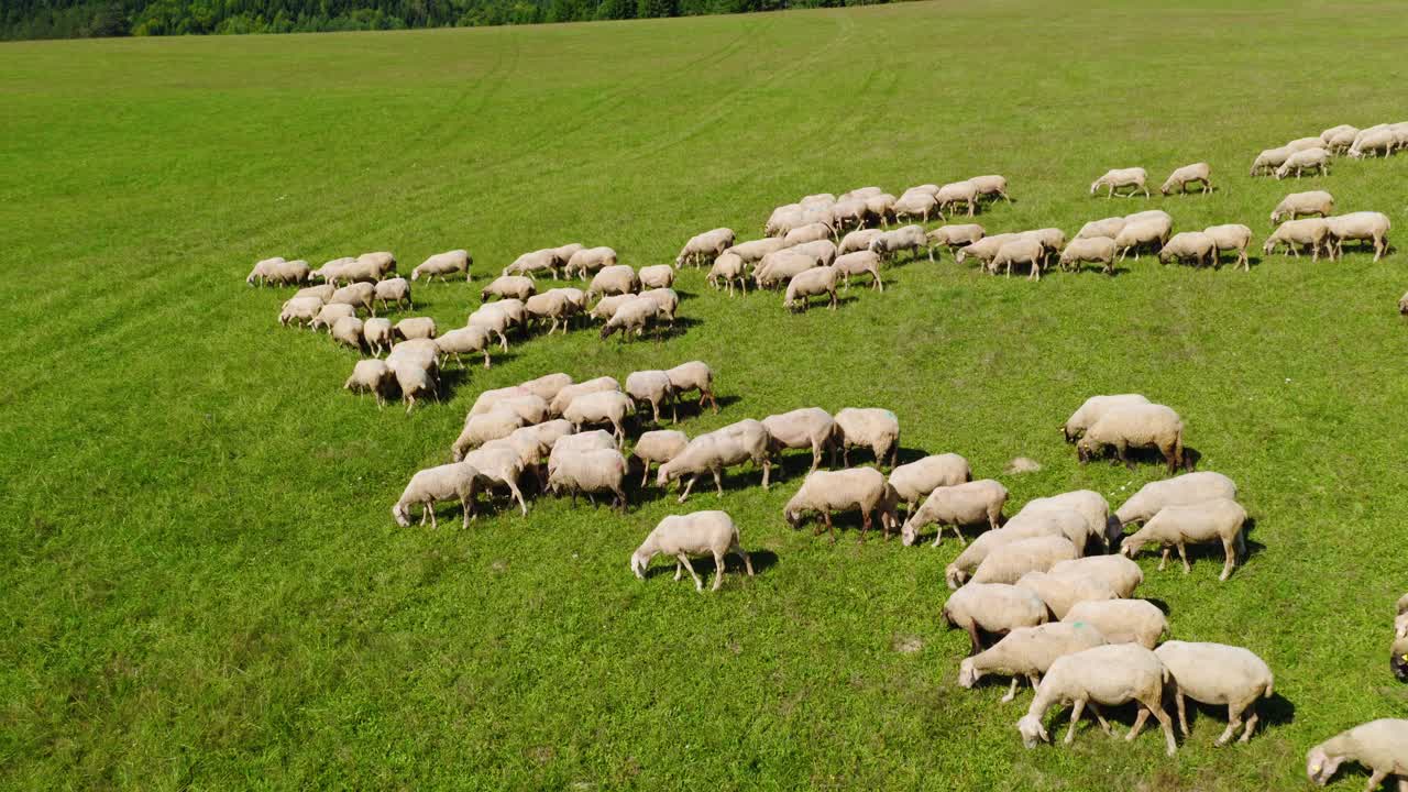 Drone view of a large group of sheep grazing freely on a wide, open grassy field on a sunny day, capturing a peaceful scene of countryside farming life