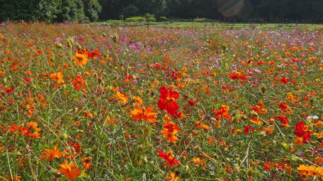 A wide, vibrant field of orange and red cosmos flowers stretches under natural light. Hints of pink and purple blooms add to the rich, colorful tapestry of this peaceful autumn scene.