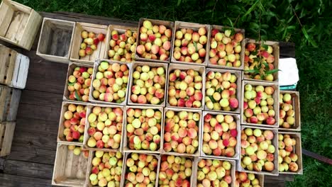 low aerial camera showing loaded bins of freshly picked peaches in an orchard