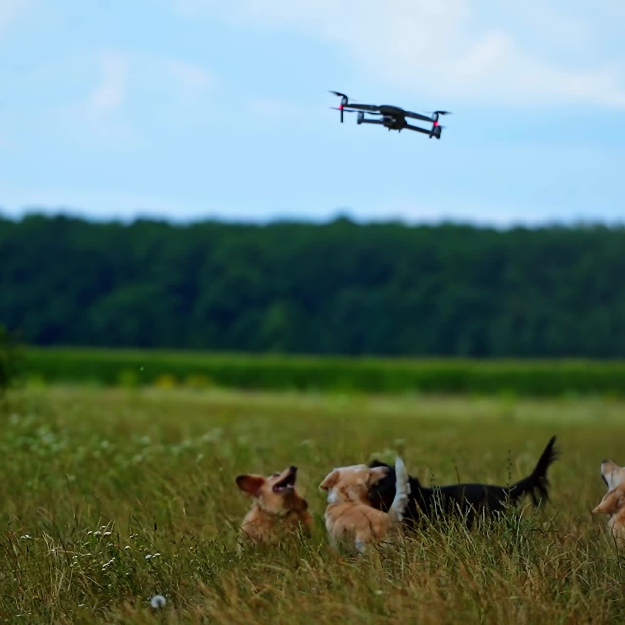 Happy dogs playing with drone