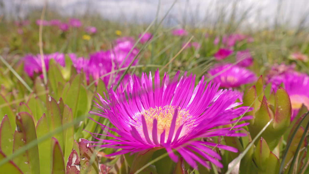 flores en la playa de corfú