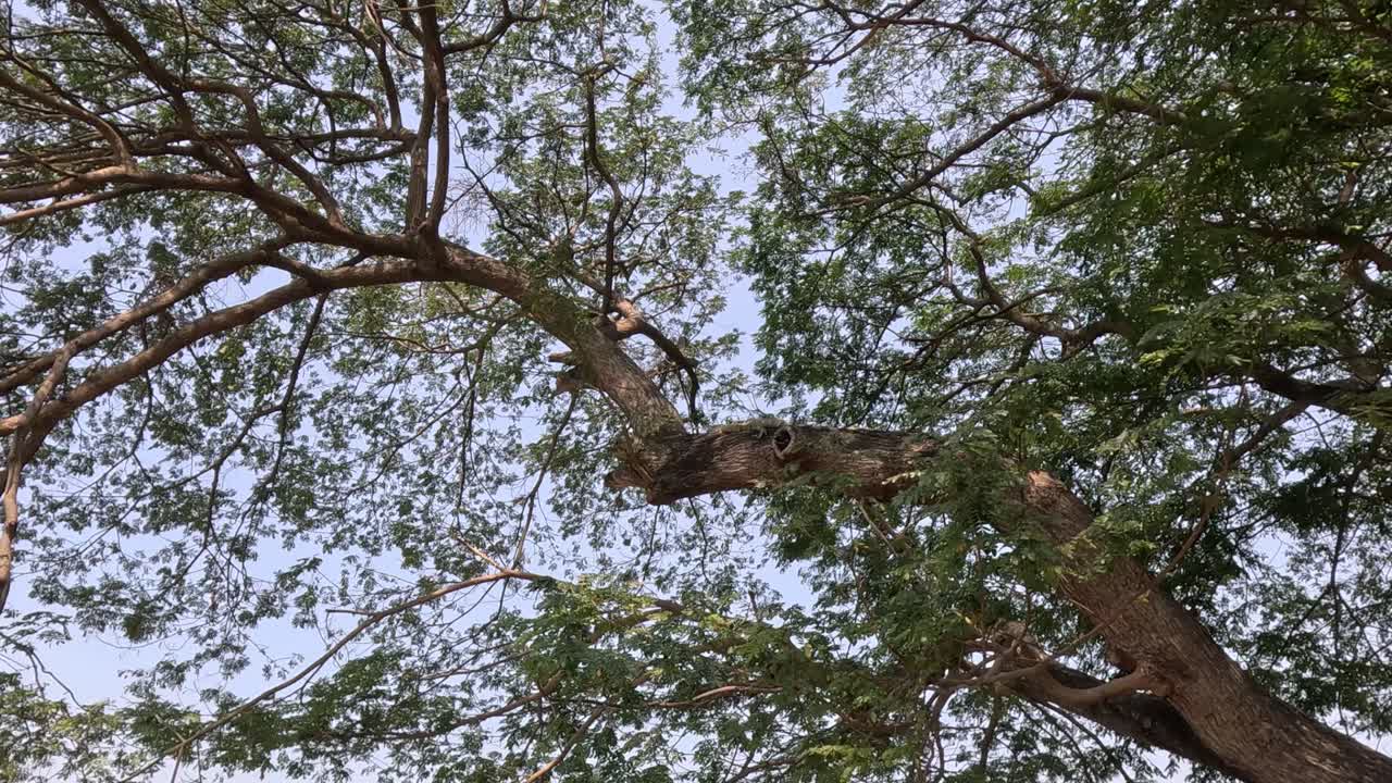 mirando las ramas de un árbol contra el cielo