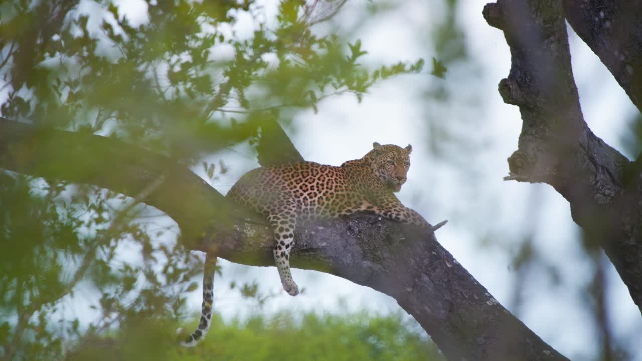 Savan sıcağında ağaç dalında dinlenen ve nefes nefese kalan Afrika leoparı.