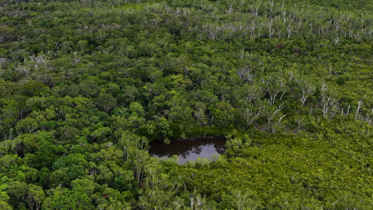 Drone glides above dense tropical rainforest in Port Douglas, Australia, revealing diverse green foliage, wetlands, and natural light under overcast skies with smooth aerial movement