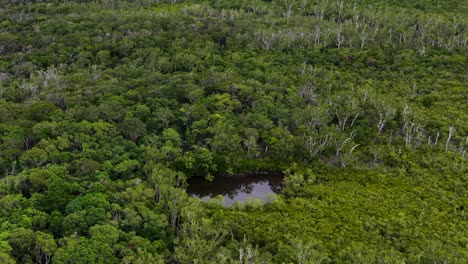 drone glides above dense tropical rainforest in port douglas, australia, revealing diverse green foliage, wetlands, and natural light under overcast skies with smooth aerial movement