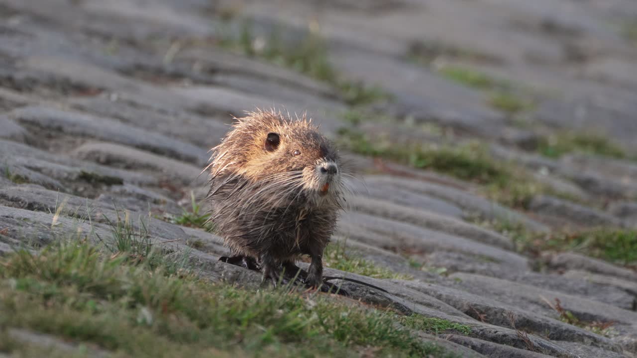 강 가장자리를 따라 수생 식물을 구하고 있는 nutria myocastor coypus
