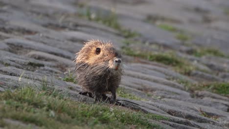 nutria myocastor coypus foraging aquatic plants along rivers edge