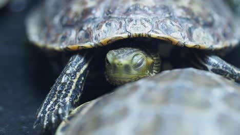 closeup of two turtles