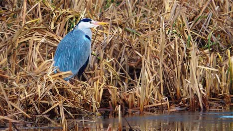 Grey-Heron-is-Standing-Still-in-Frozen-Lake,-While-Waiting-for-Prey