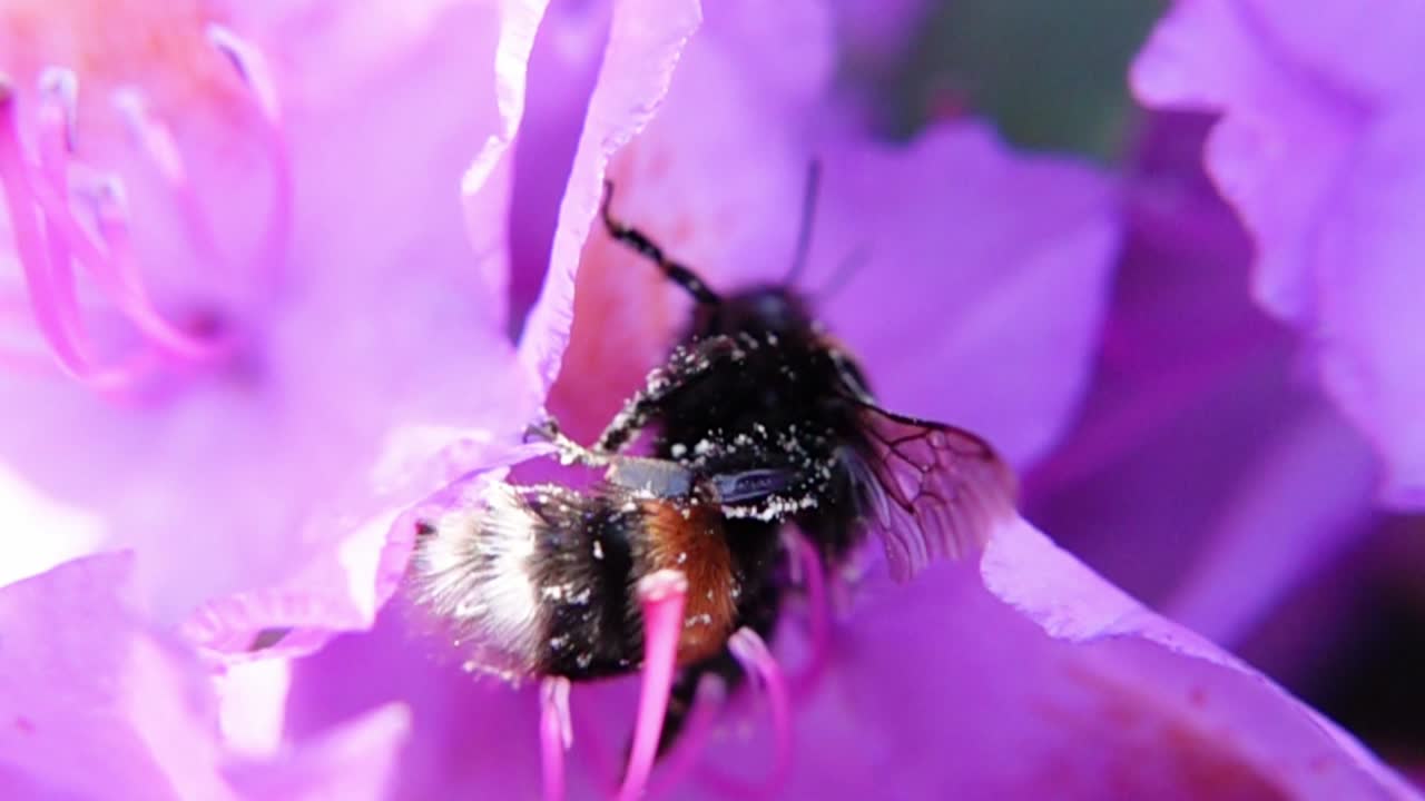 Macro Of A Bumblebee In A Blooming Flower Pollinating