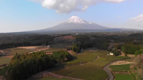 high above aerial push out at beautiful green tea fields with mount fuji