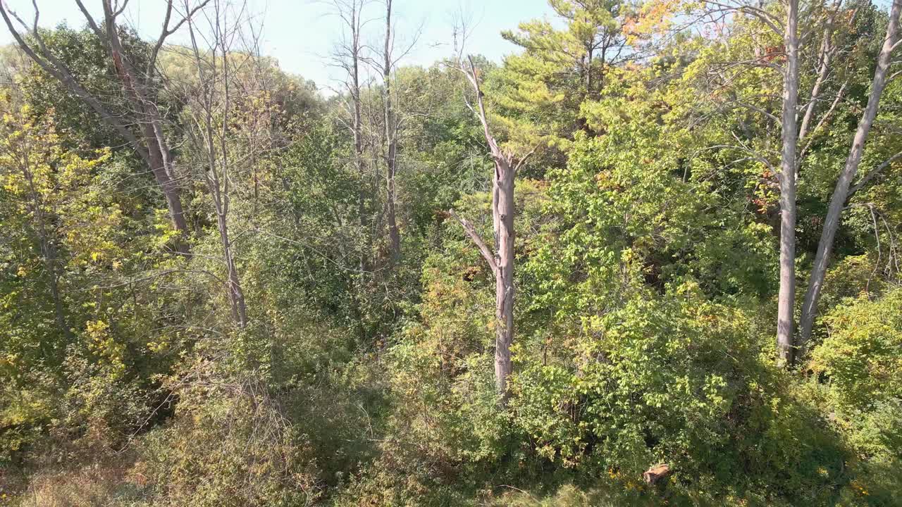 Un drone si avvicina agli alberi per trovare un vecchio sito abbandonato.