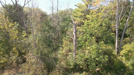 Approaching-trees-with-Drone-to-find-an-old-abandoned-site