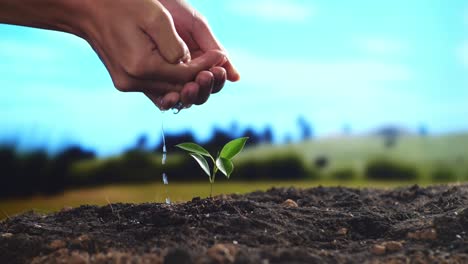 close up of farmer's hands watering a tree sprout after planting it with black dirt mud at the farm