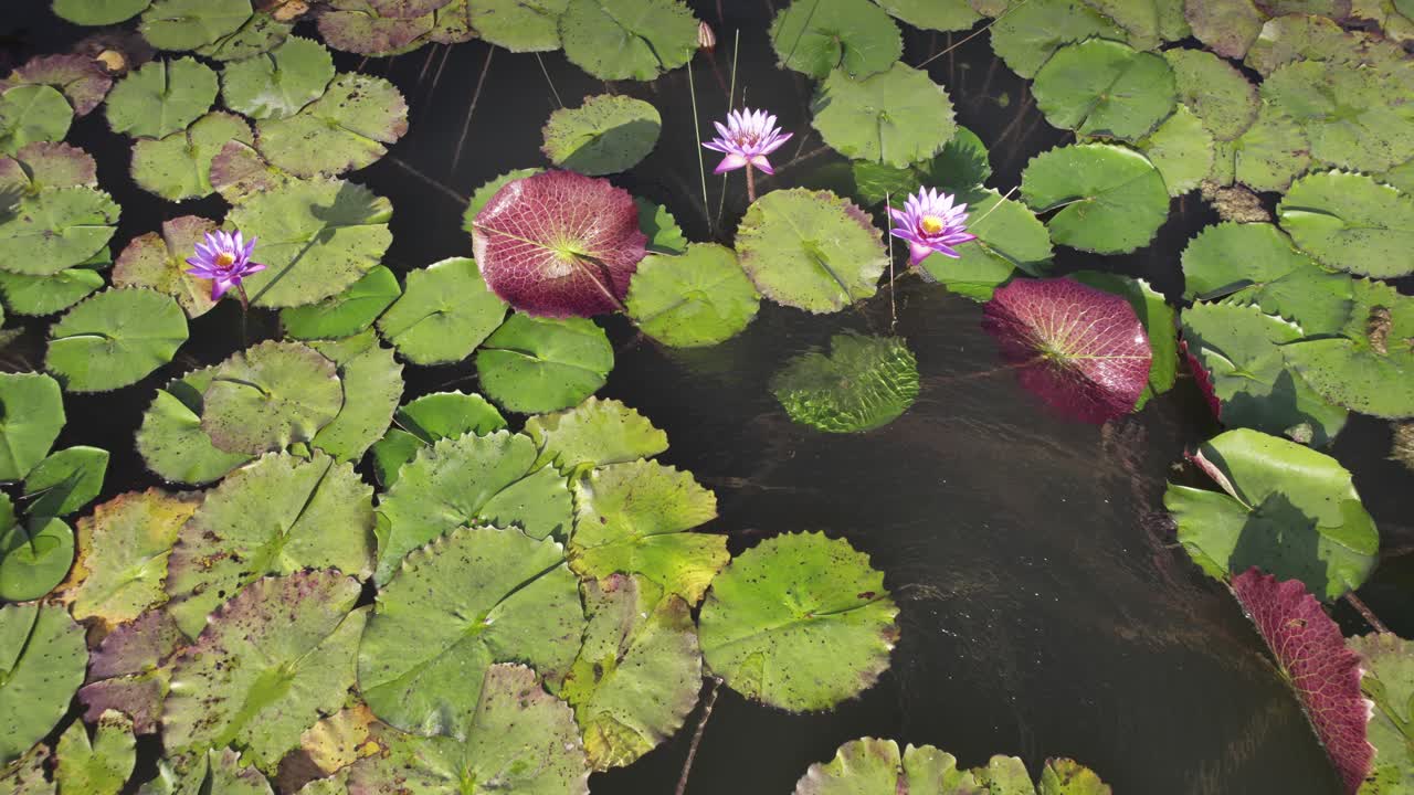lumbini el lugar de nacimiento de gautama buda