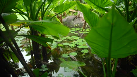 Video-Von-Unglaublichen-Pflanzen-Aus-Einem-Botanischen-Garten-In-Victoria-Auf-Der-Insel-Mahé-Auf-Den-Seychellen