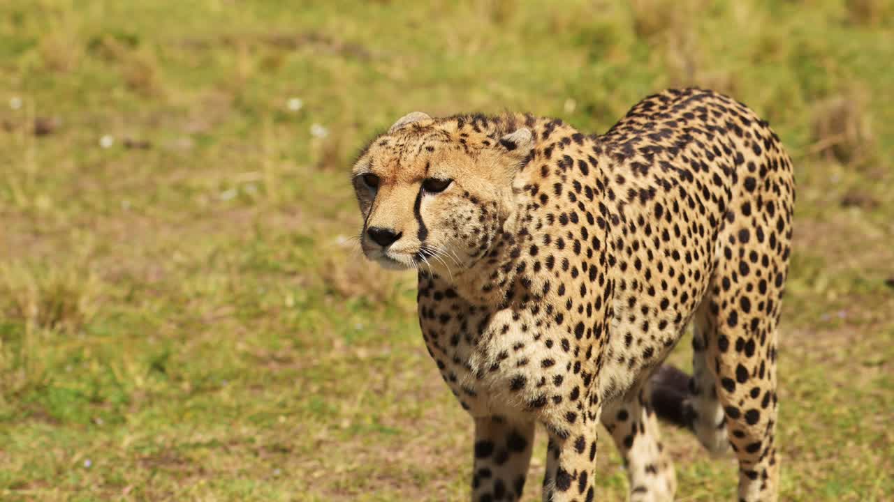 disparo en cámara lenta de primer plano disparo de guepardo caminando en un exuberante paisaje de pastizales, vida silvestre africana en la reserva nacional de maasai mara, kenia, áfrica animales de safari en la reserva de masai mara norte