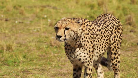 disparo en cámara lenta de primer plano disparo de guepardo caminando en un exuberante paisaje de pastizales, vida silvestre africana en la reserva nacional de maasai mara, kenia, áfrica animales de safari en la reserva de masai mara norte
