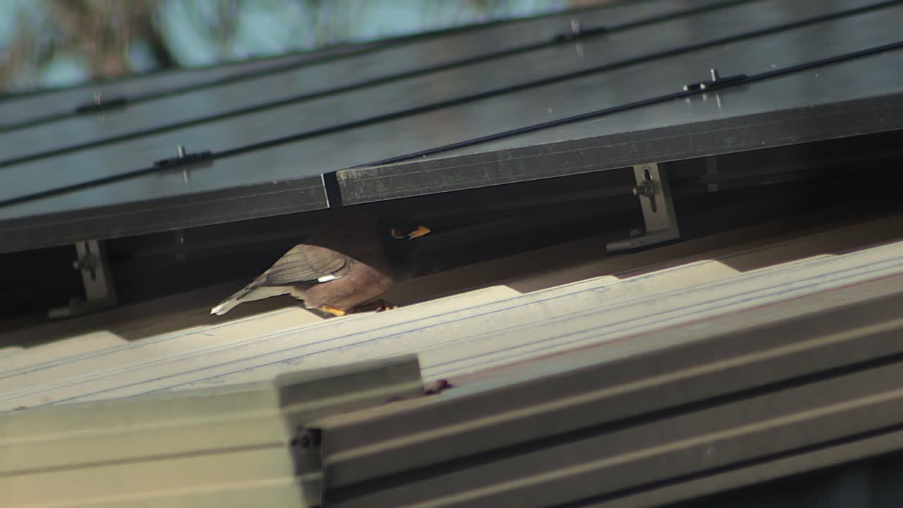 A bird, possibly a myna, nestled under solar panels on a roof