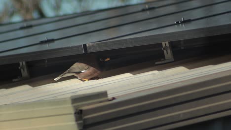 a bird, possibly a myna, nestled under solar panels on a roof