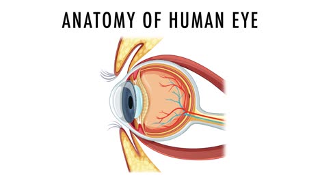 educational animation of the human eye structure.