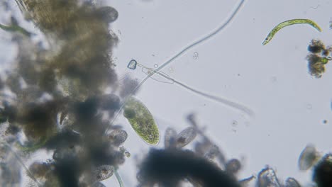 different freshwater species of protozoa single cell organisms as stentors, ciliates and algae movement under microscope bright filed view