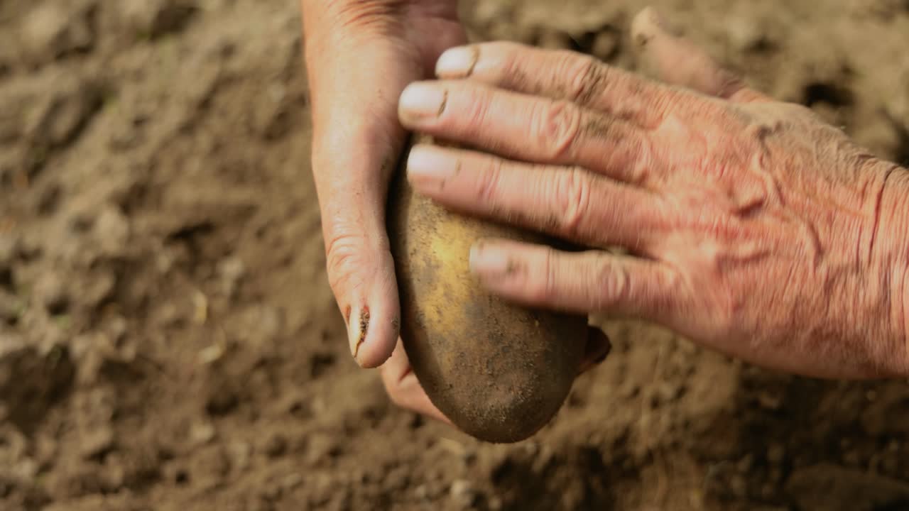 el granjero inspecciona su cosecha de patatas con las manos manchadas de tierra.