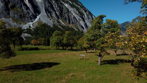 Colorful-Canadian-maple-trees-with-red-and-yellow-fall-leaves-in-sunny-vibrant-autumn-in-the-alps-mountains-with-a-forest-at-touristic-travel-spot-at-Ahornboden-Rissach-in-Tyrol,-Austria