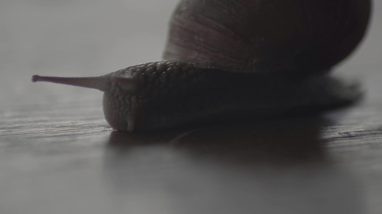Close-up of a Snail Crawling on a Surface