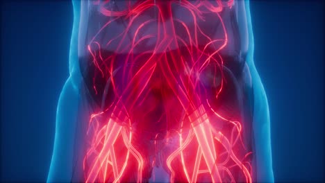 vasos sanguíneos del cuerpo humano