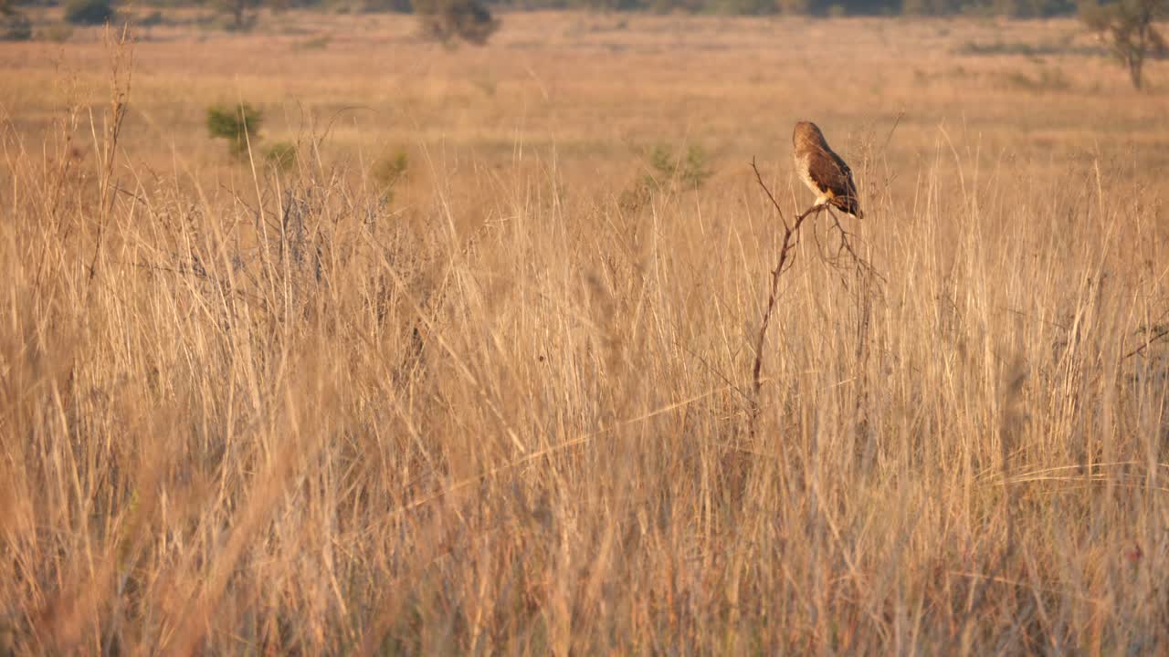 Gufo di palude appollaiato nelle praterie del Sudafrica all'ora d'oro, inquadratura ampia