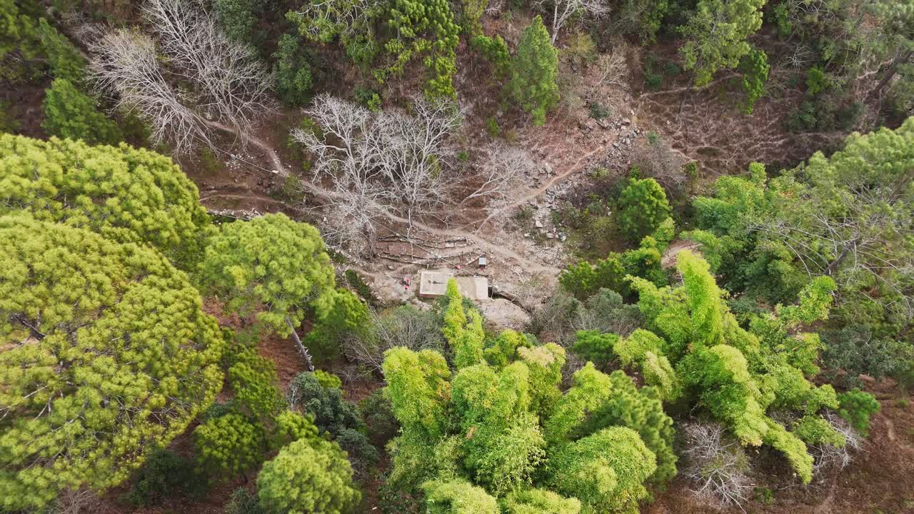 Imágenes aéreas con dron con movimiento de inclinación hacia abajo sobre una exuberante selva verde. Muestra un denso dosel forestal, paisaje natural y rica vegetación