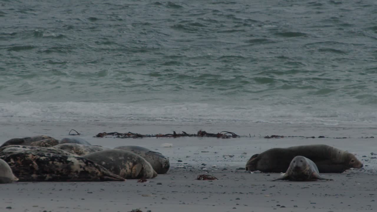 Wild seals enjoy cloudy daytime on sandy coastline, static view