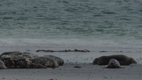 Wild-seals-enjoy-cloudy-daytime-on-sandy-coastline,-static-view