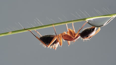 worker ant walking to water drop and drinking it on green grass leaf