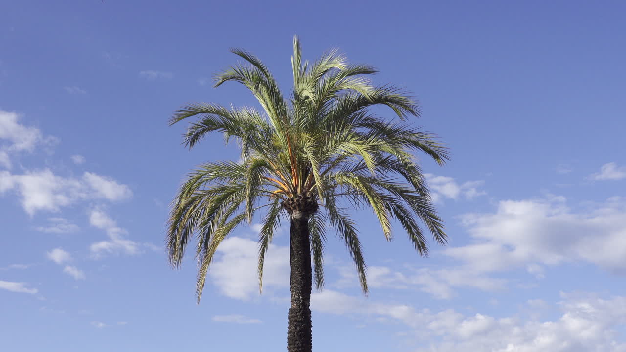 Albero di frangipani sulla spiaggia con il cielo blu sullo sfondo