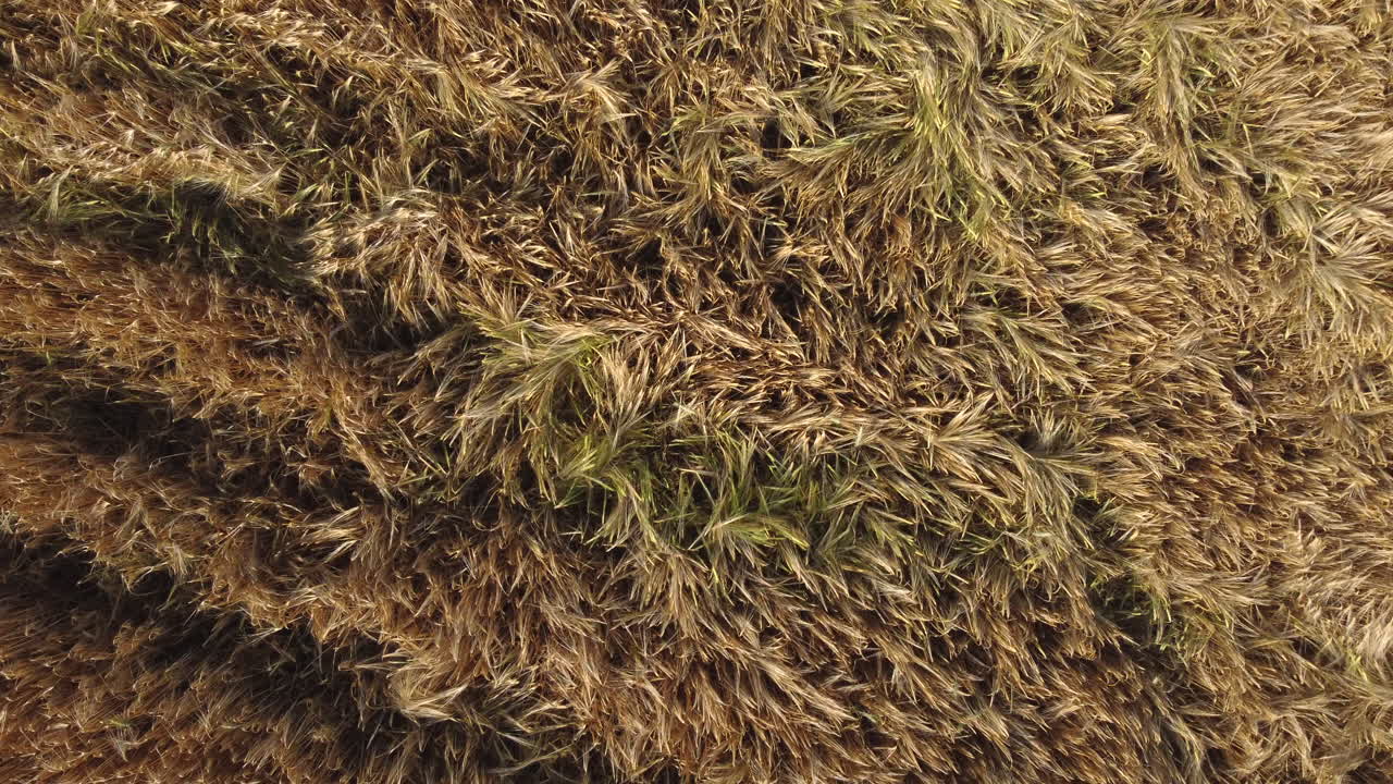 Cultivated wheat field, organic agriculture