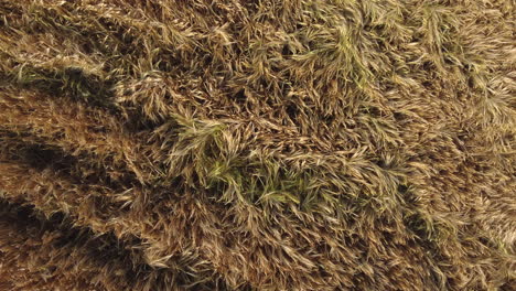 cultivated wheat field, organic agriculture