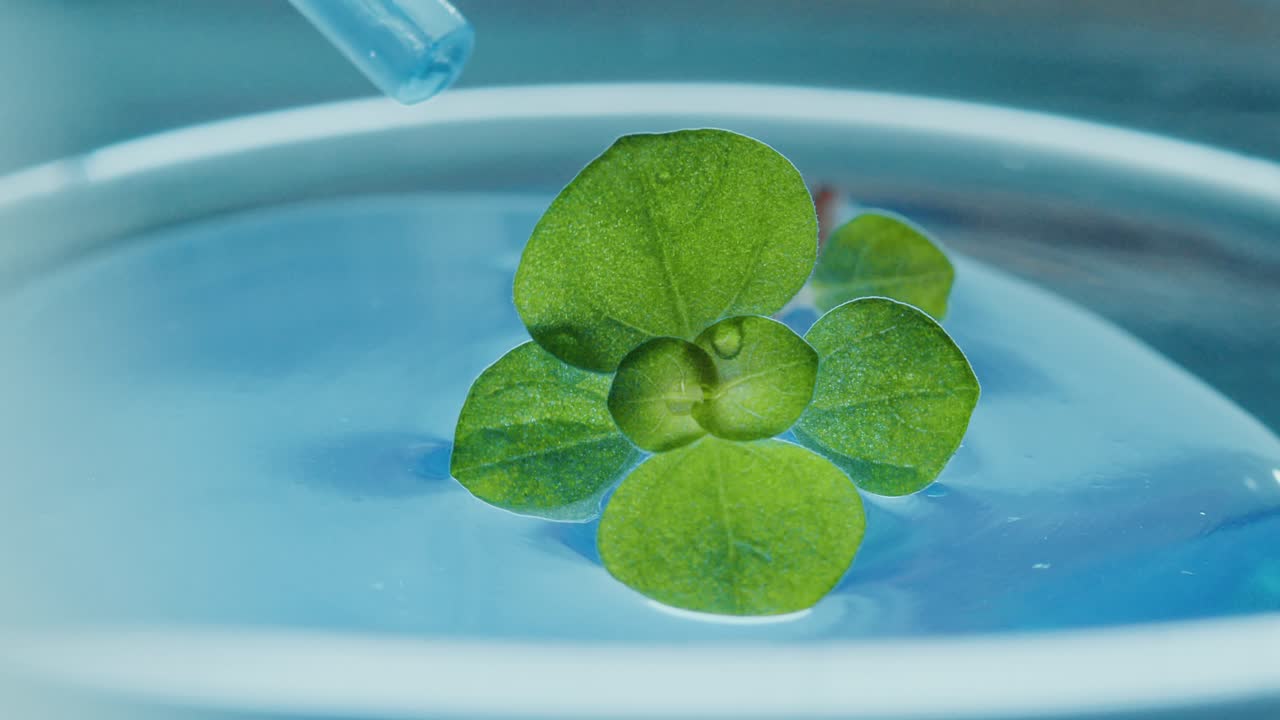 Plant Tissue Culture Experiment