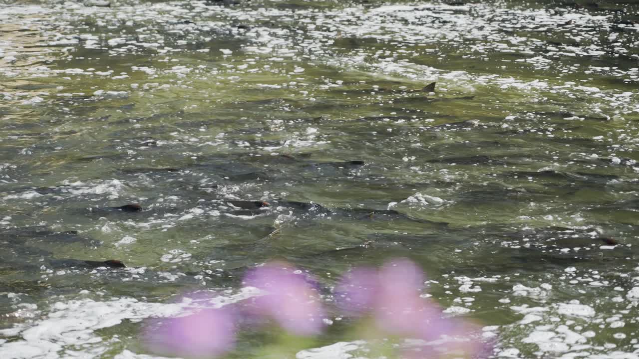 Salmon swim upstream in a river filled with rushing water during the annual salmon run