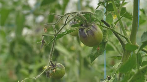 Tomatoes-in-different-colors-with-different-species-8