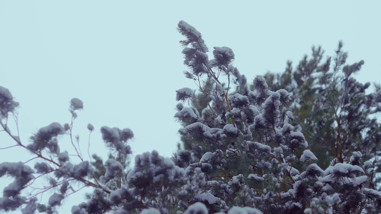 ramas de abeto cubiertas de nieve, cielo despejado en invierno. vista de la cámara de abajo a arriba.