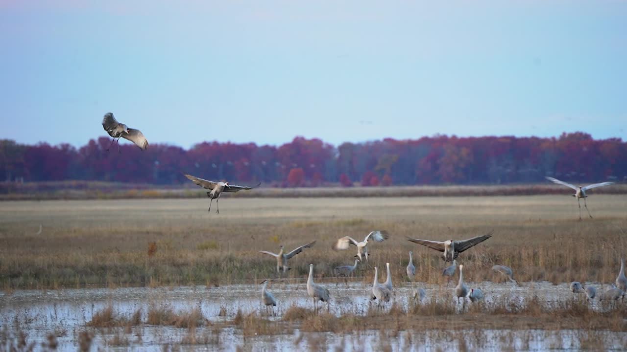 Sandhill cranes landing among a large gathering of other cranes during the migration with fall colors in the background