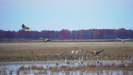 sandhill cranes landing among a large gathering of other cranes during the migration with fall colors in the background