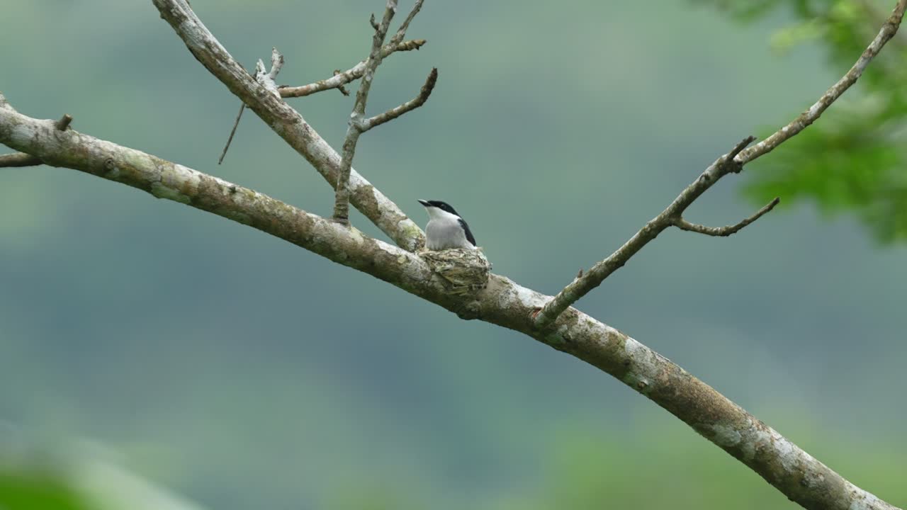 a Black-winged Flycatcher-shrike perched on a bare tree branch. The bird displays its characteristic black and white plumage, with a prominent black mask and wings against a lighter body