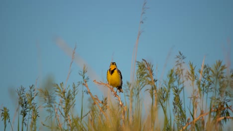 eastern meadowlark perching on bushes and singing