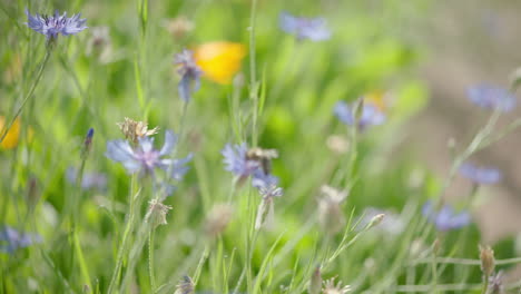 zooming in on a bee on a violet mountain flower collecting nectar