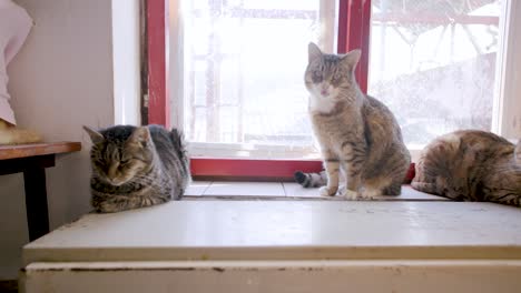 Toma-Panorámica-De-Izquierda-A-Derecha-De-Varios-Gatos-Sentados-Cerca-De-La-Ventana-Sobre-Una-Superficie-Plana