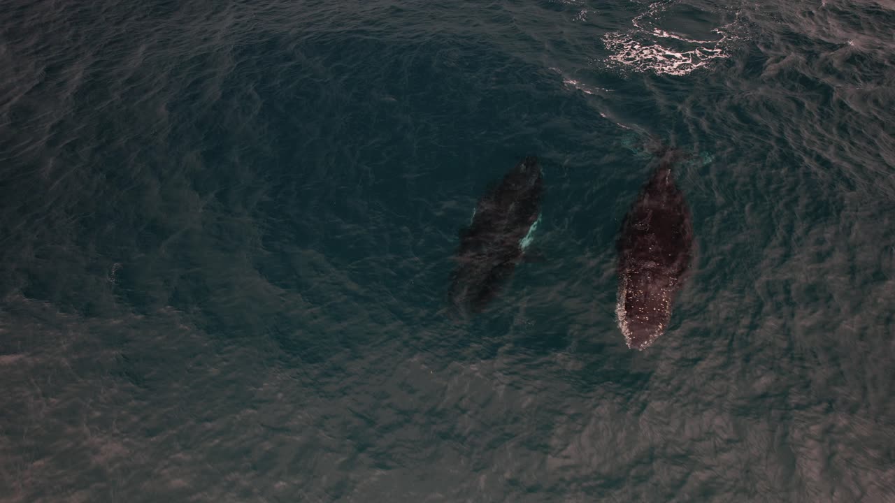 Humpback Whales Swimming And Blowing Water In The Ocean In NSW, Australia - Drone Shot