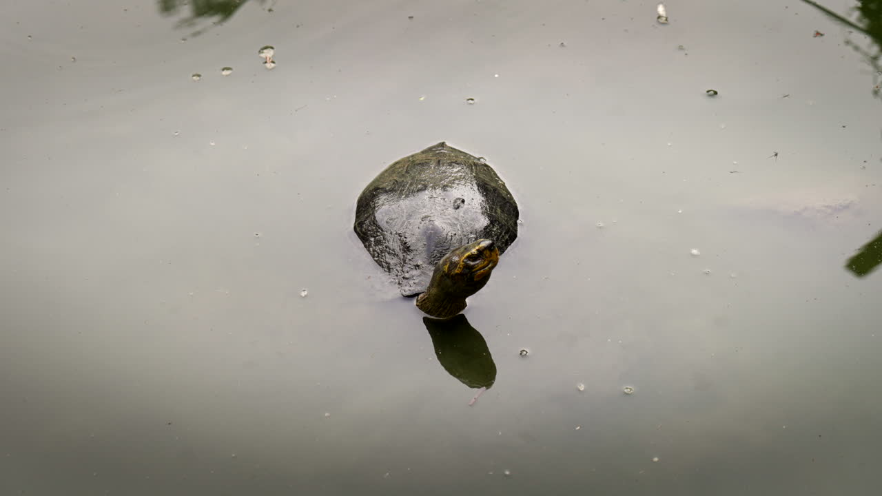Cute Turtle On The Lake In Benjakitti Forest Park (Benchakitti) In Bangkok, Thailand. High Angle Shot
